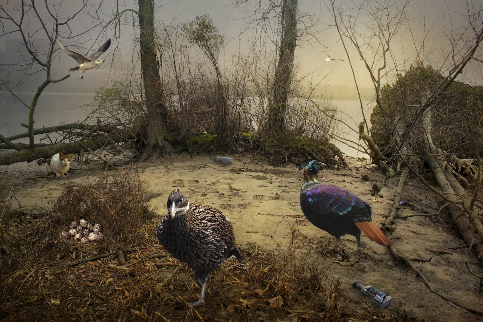 Birds at the River