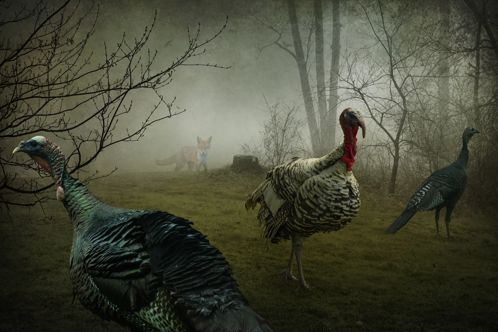 The Fox + the Turkeys