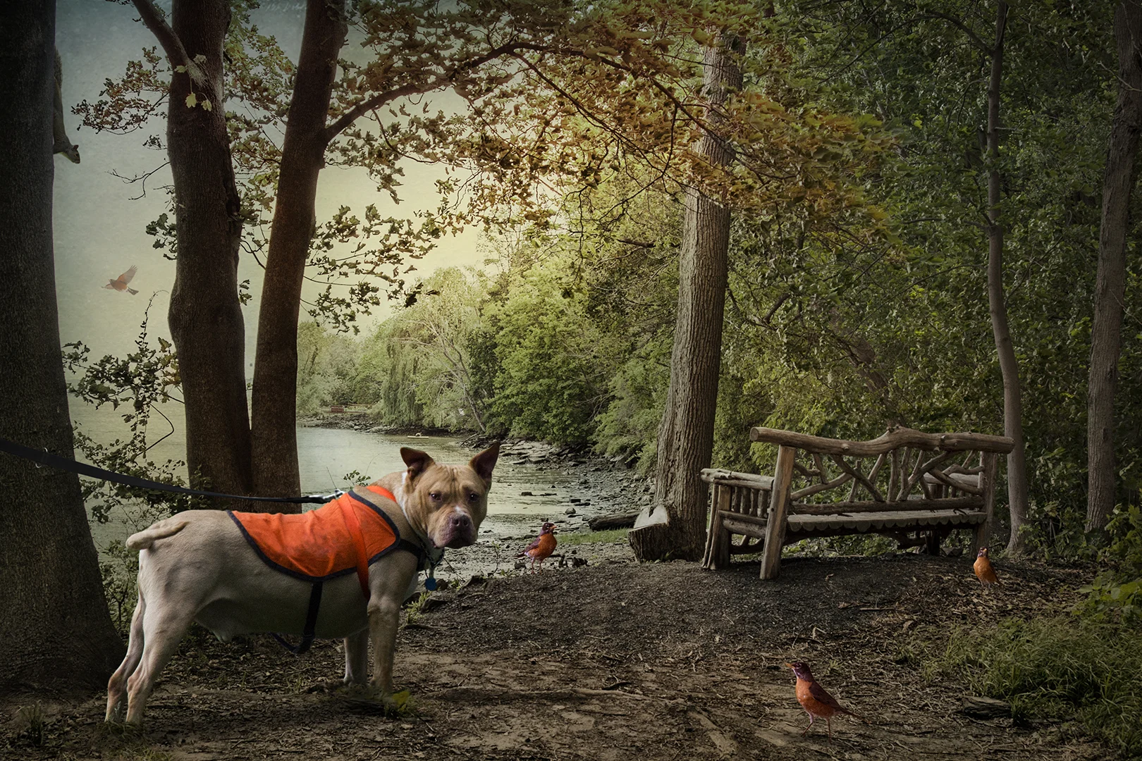 The Tethered Dog