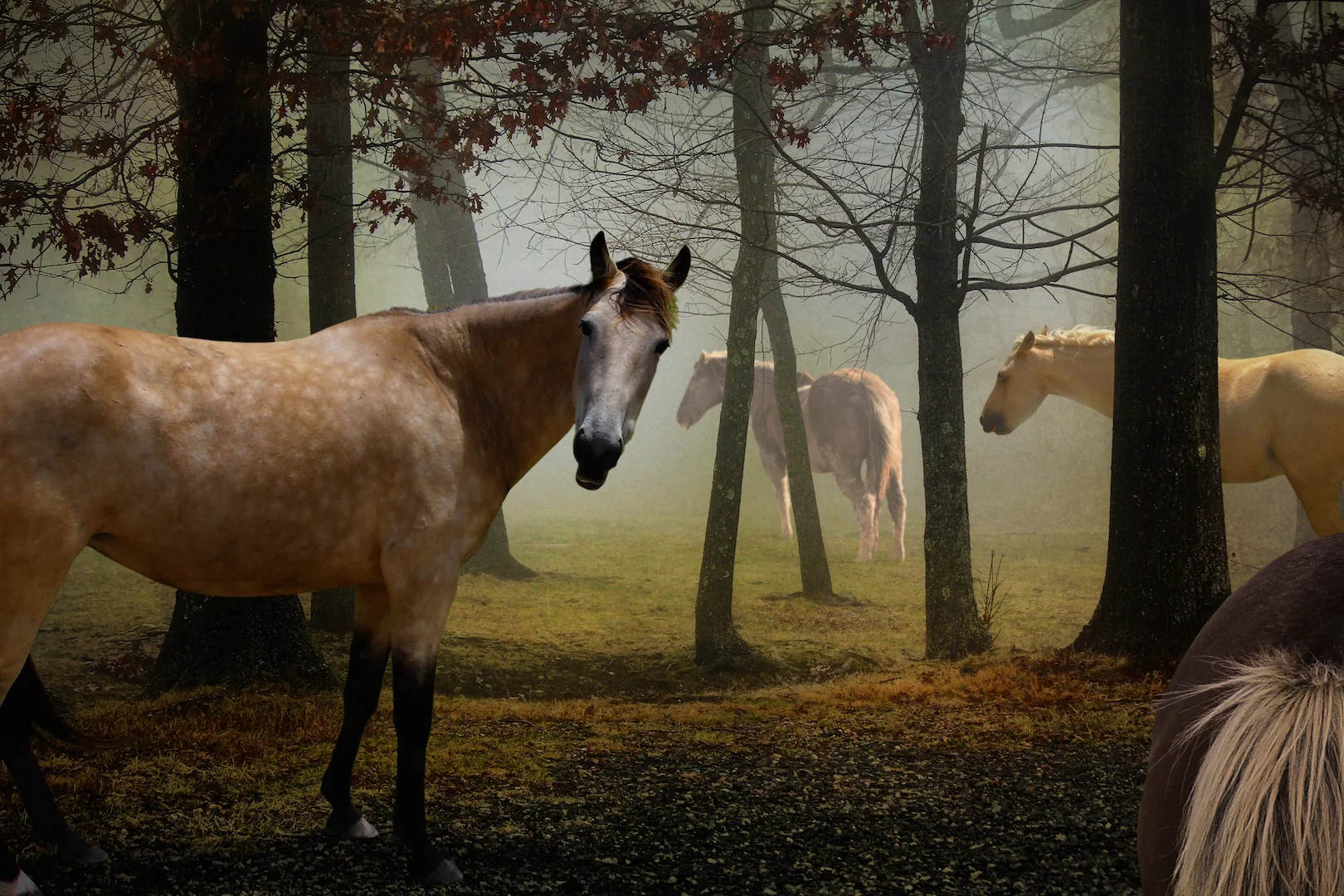The Four Horses