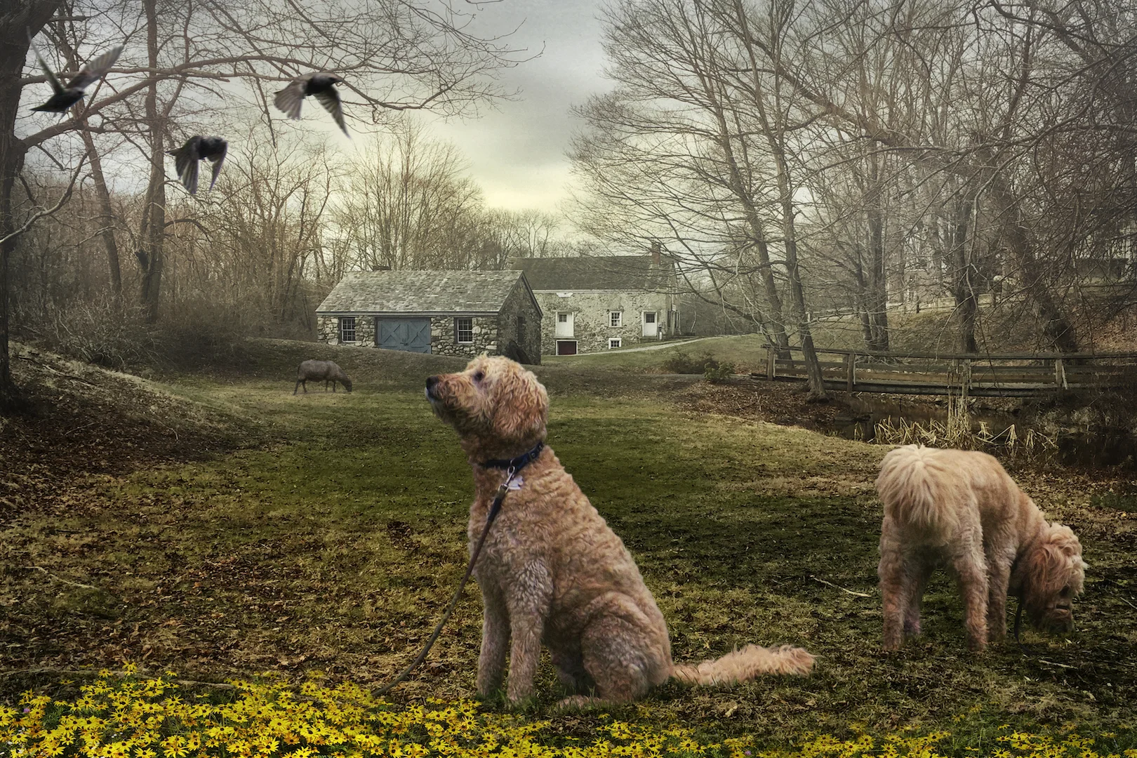 Two Dogs