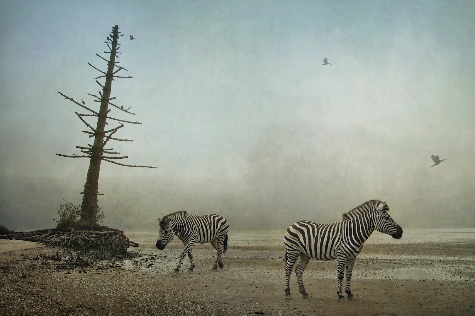 Zebras
