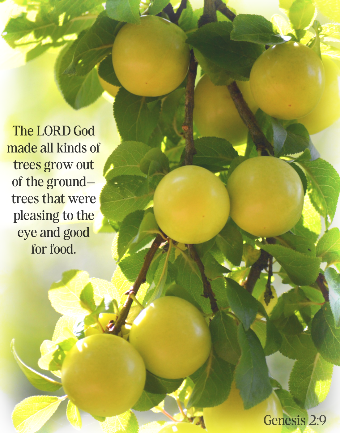 Genesis 2:9