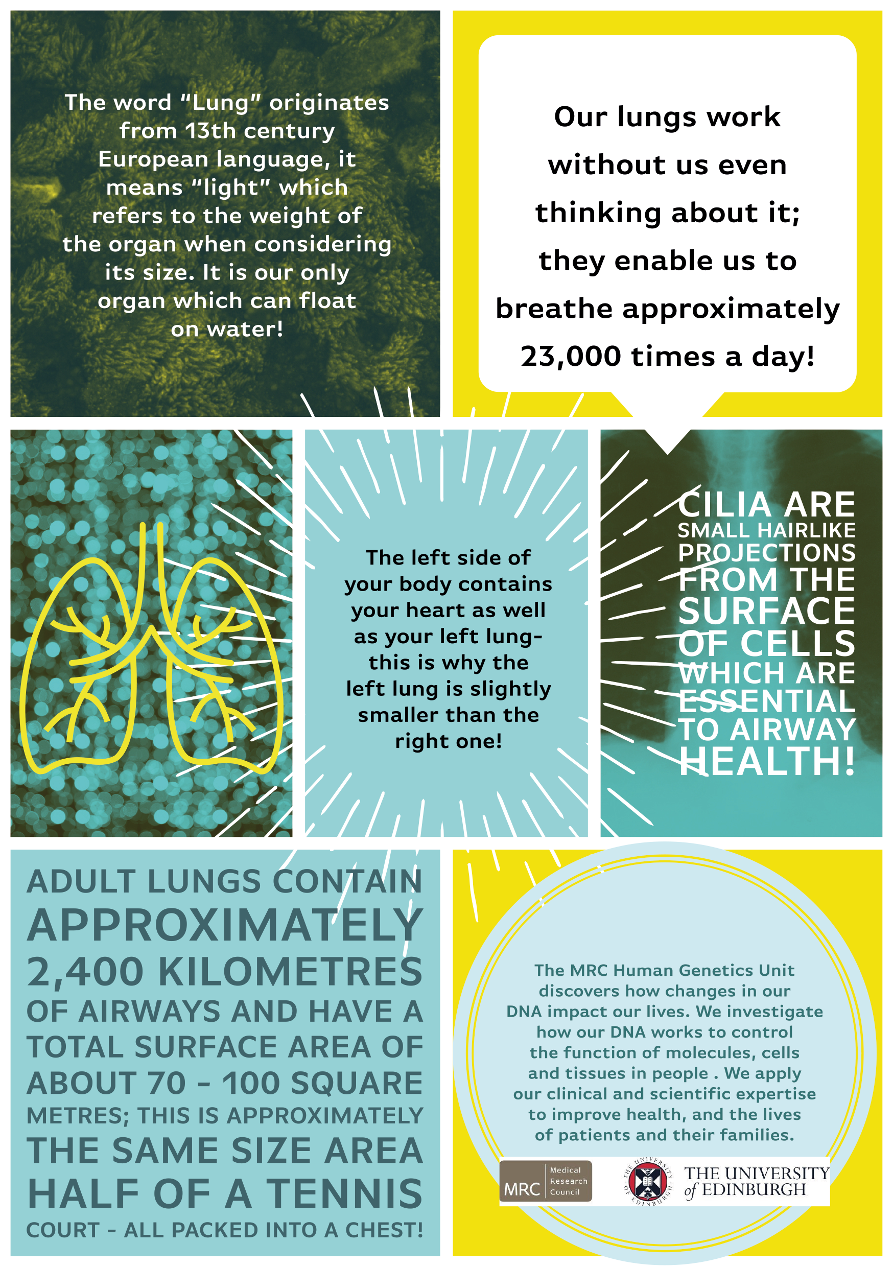 lUNG BACK true.png