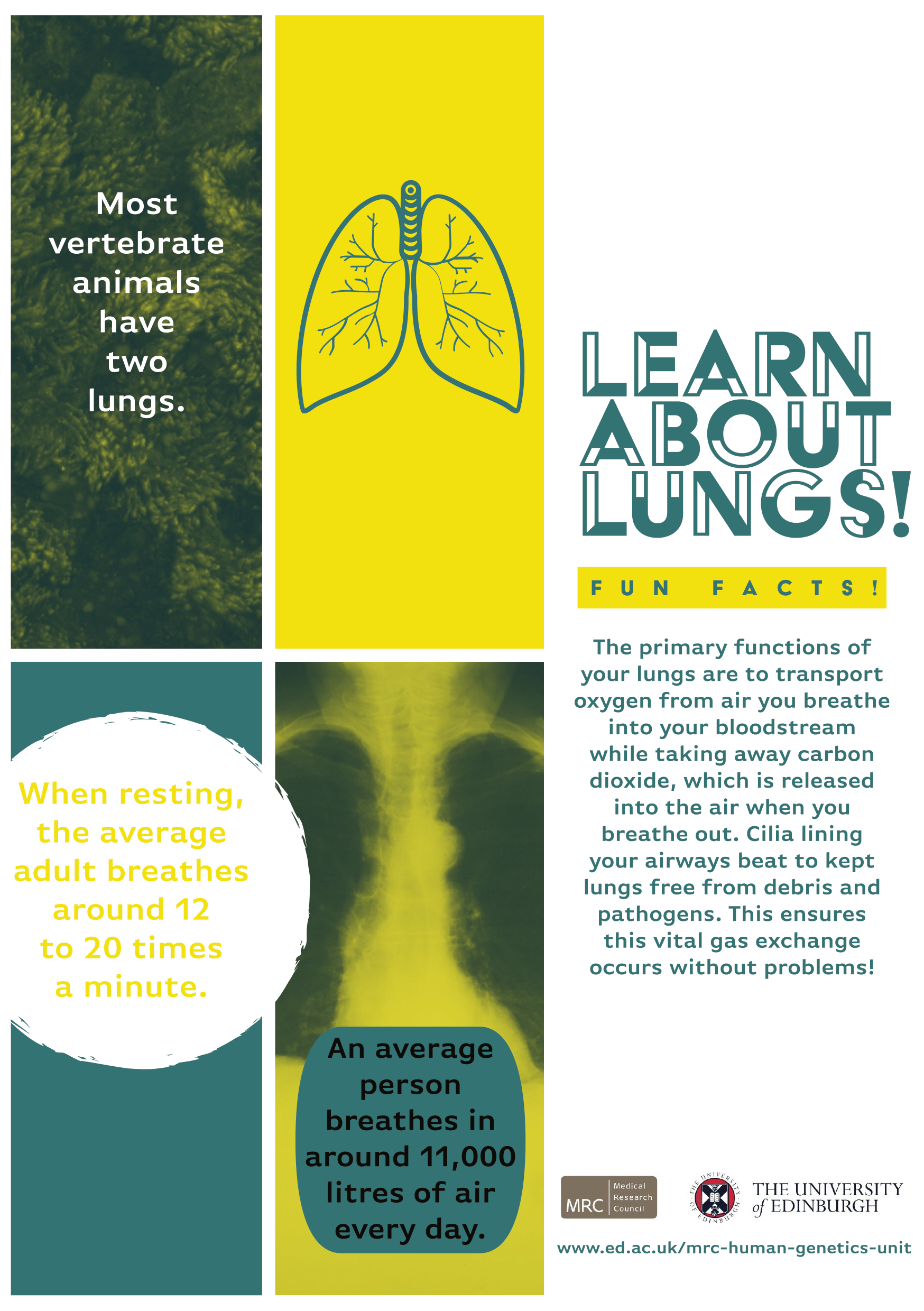 Lung handout front final.png