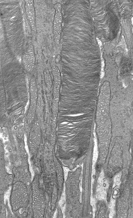 Rod_Photoreceptor.jpg