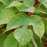 kozo