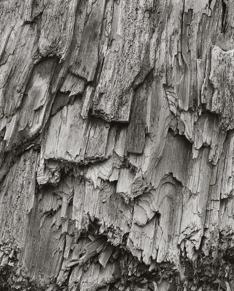 Tree Details