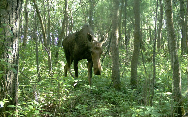 Edmonton Moose filmed with wildlife camera trap