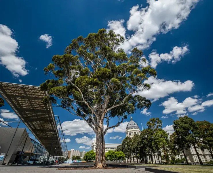 Melbourne: Urban Forest Visual