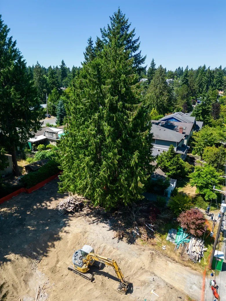 Seattle: Requirements for trees when development is proposed