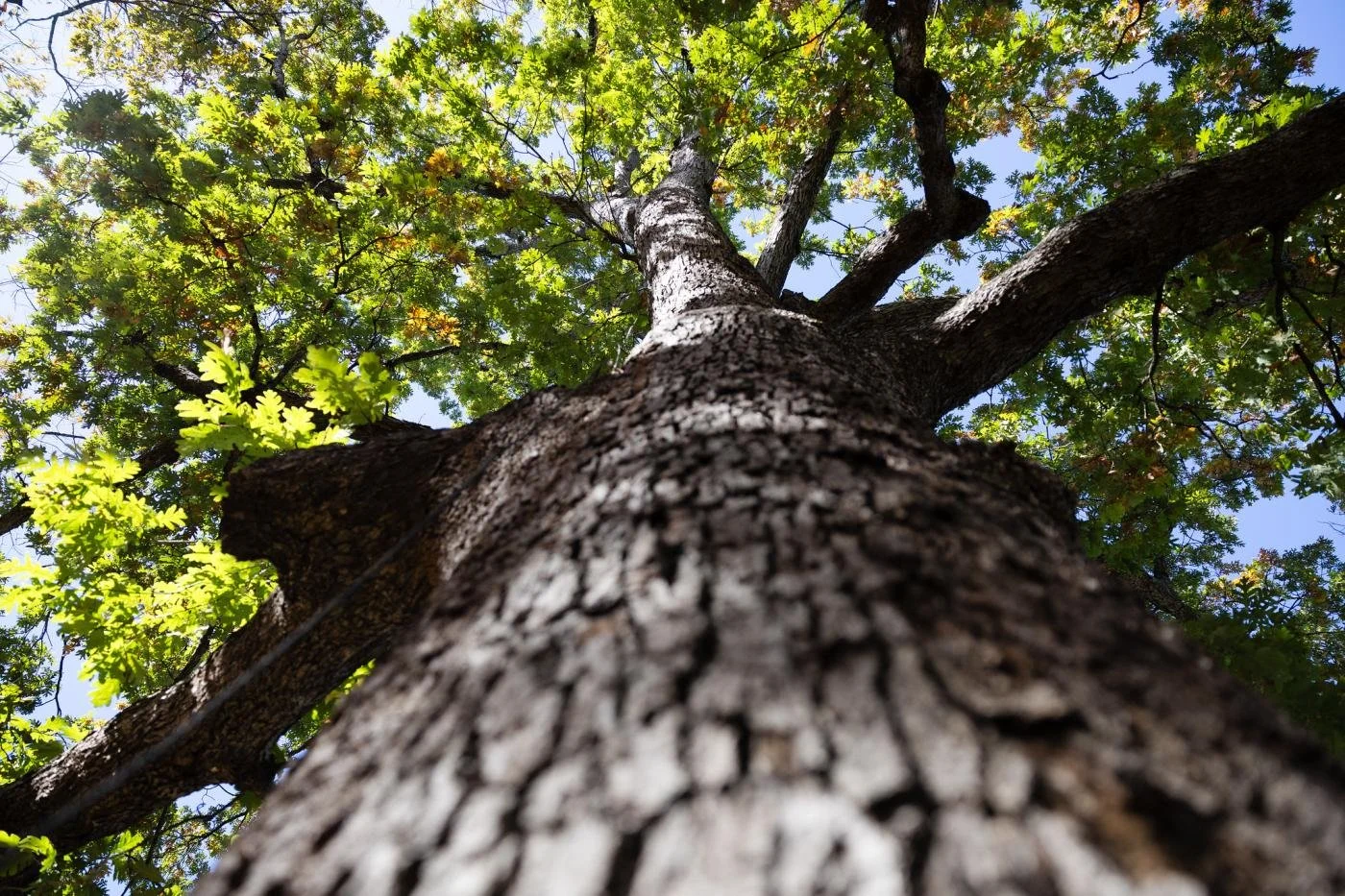 Forest Urbanism Fall Symposium