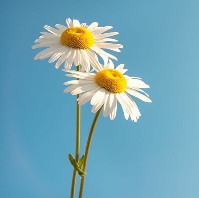 Bellis Perennis (Daisy) Flower Extract contains a naturally-occurring substance called L-arbutin. This substance helps to lighten the skin prevent or improve existing skin pigmentation problems that lead to the formation of melanin or pigment, which 