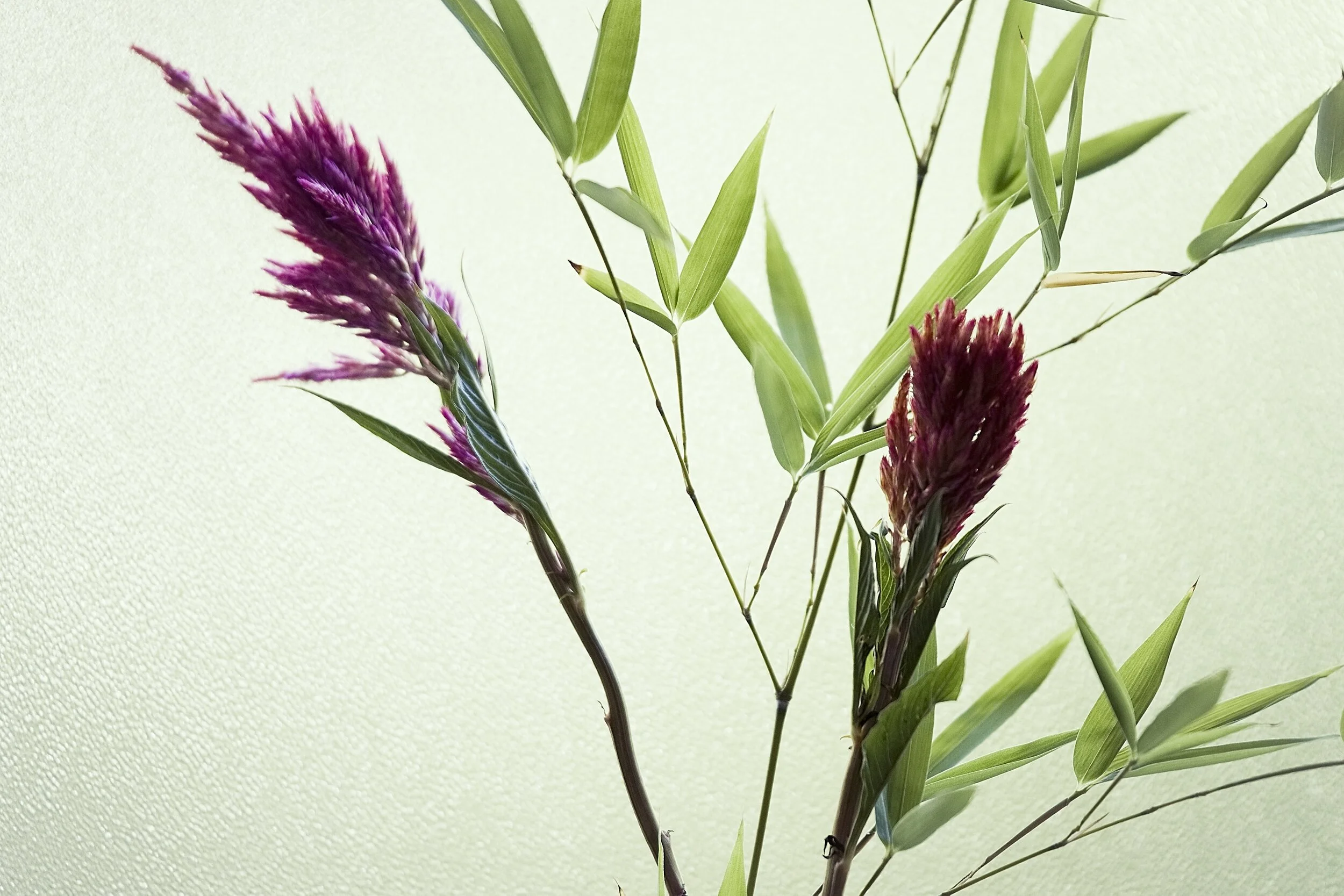 wild flowers and grass.jpg