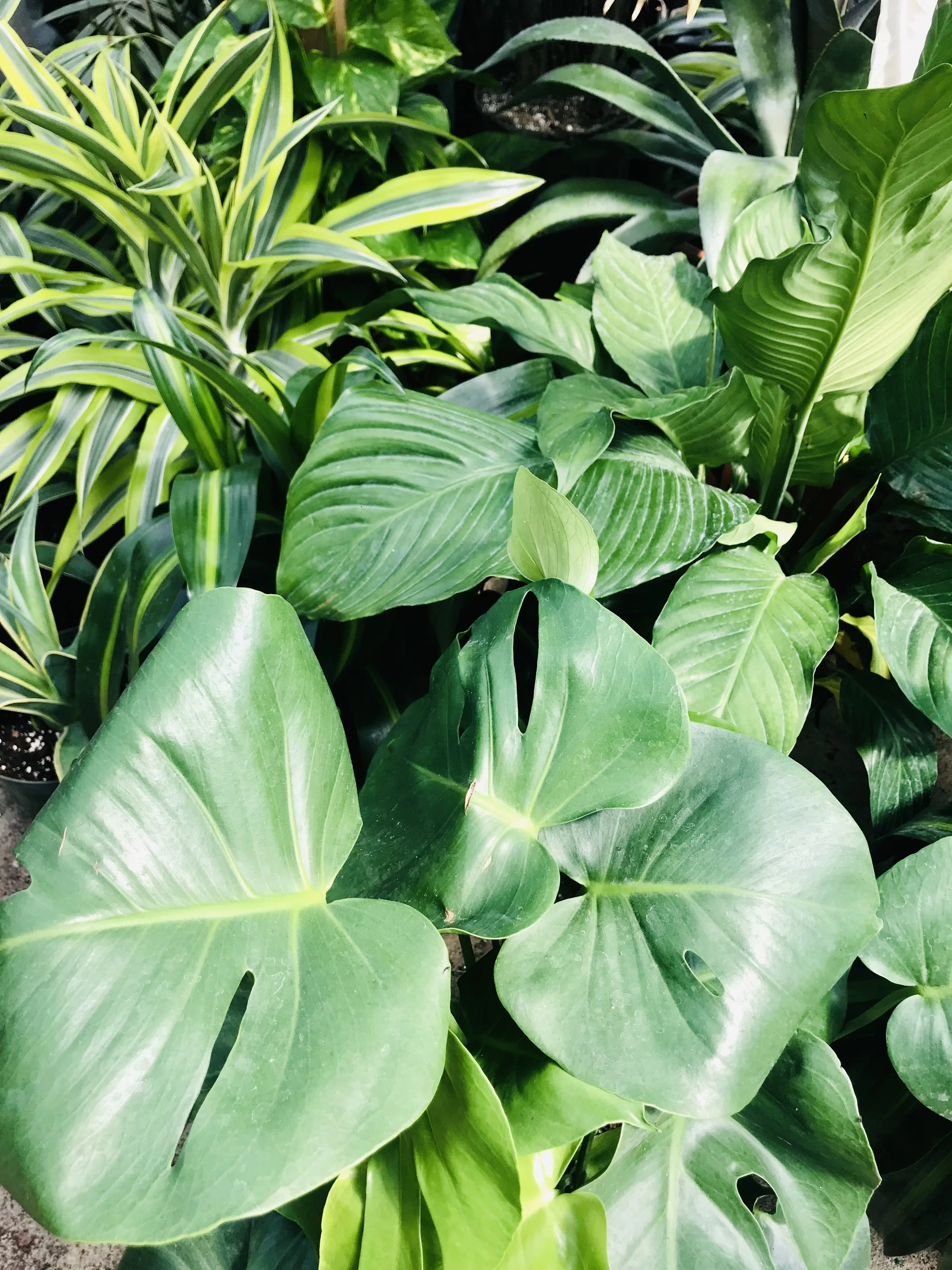 monstera plant - keeping it cool