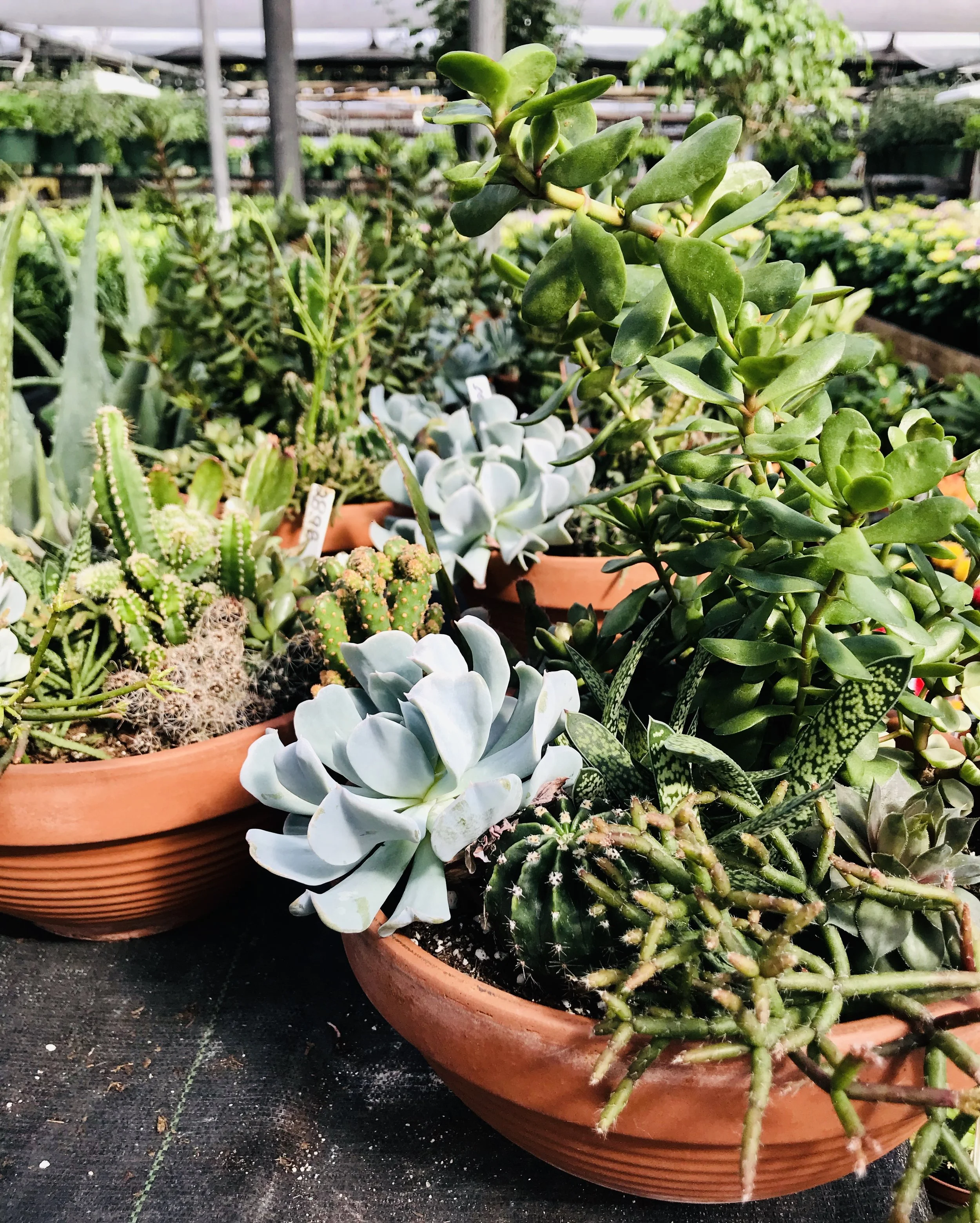 beautiful cactus gardens awaiting owners