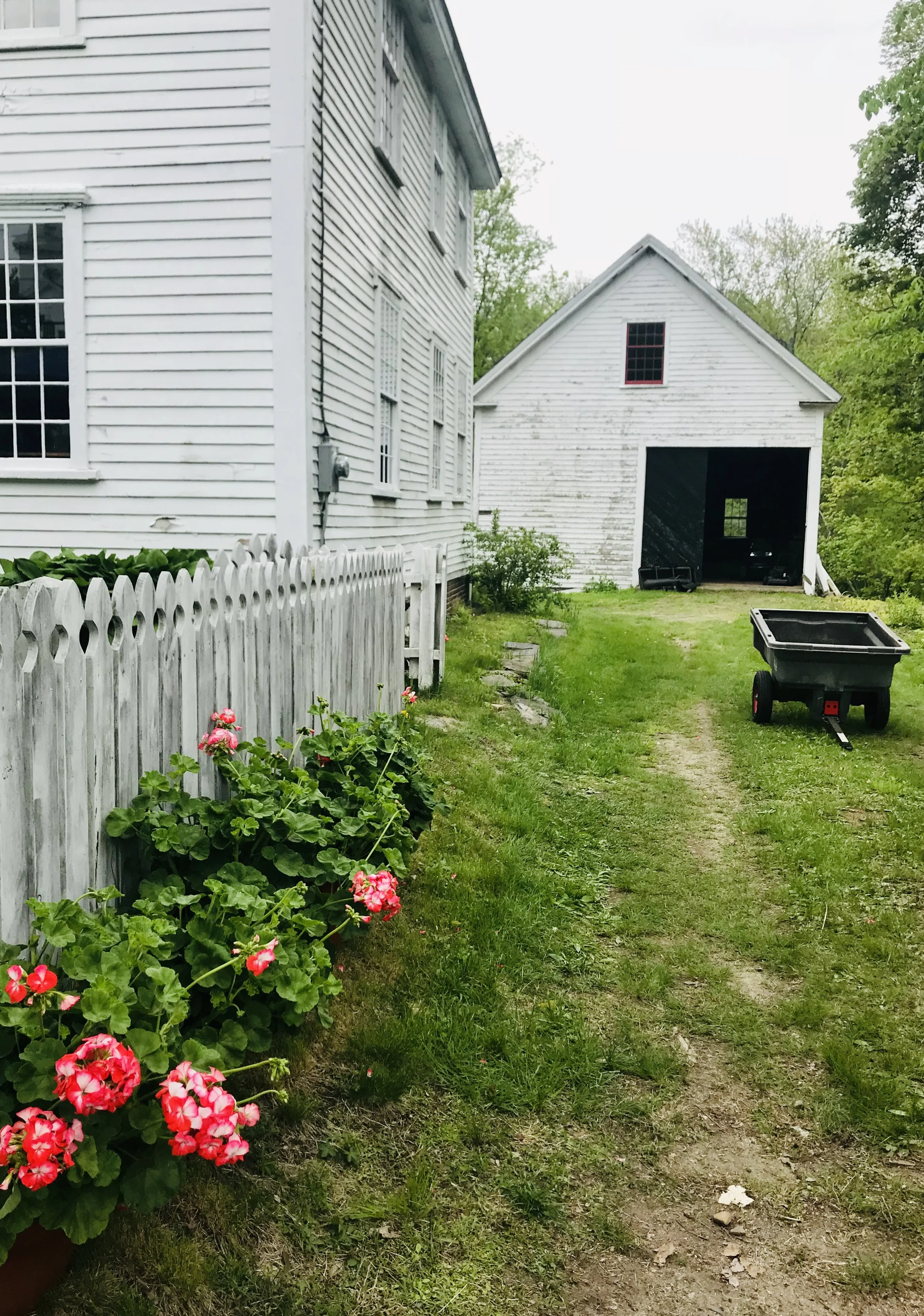 Bolton Geraniums lined up at the Sawyer House