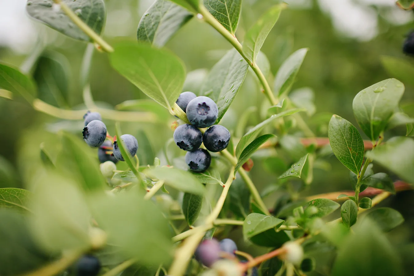 Photo credit: Westward Orchards