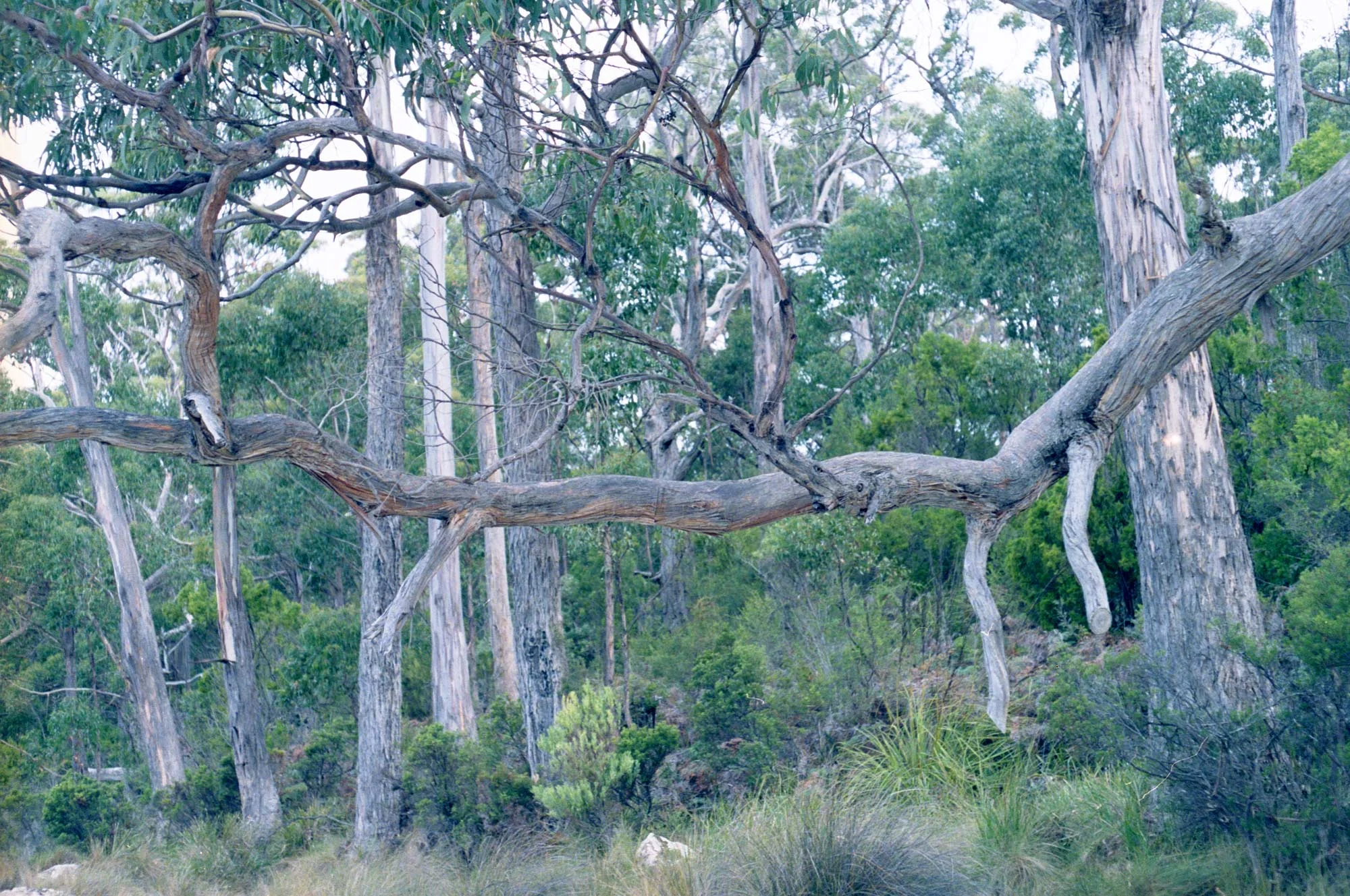 nadiarefaei_tasmania07.jpg
