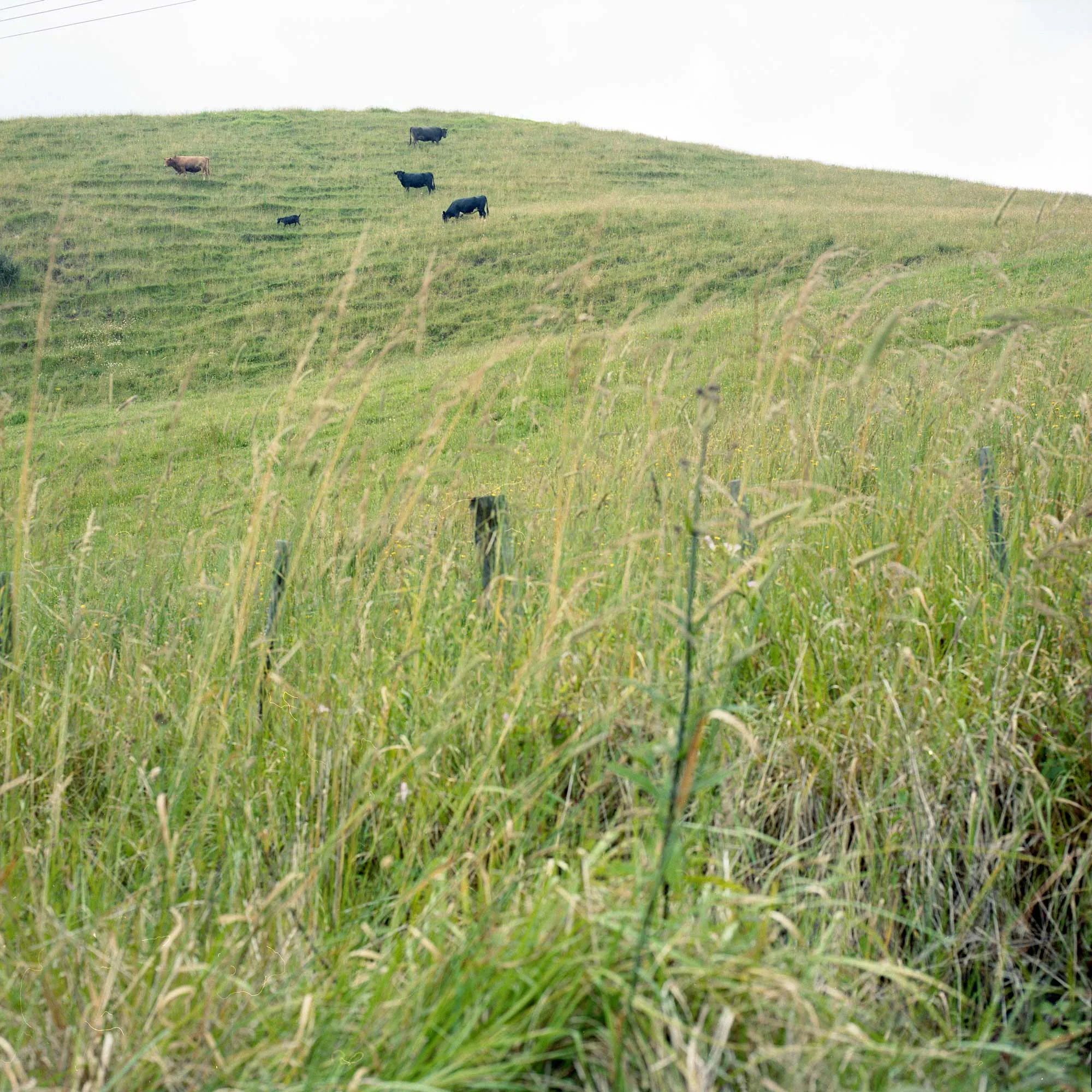 nadiarefaei_newzealand14.jpg