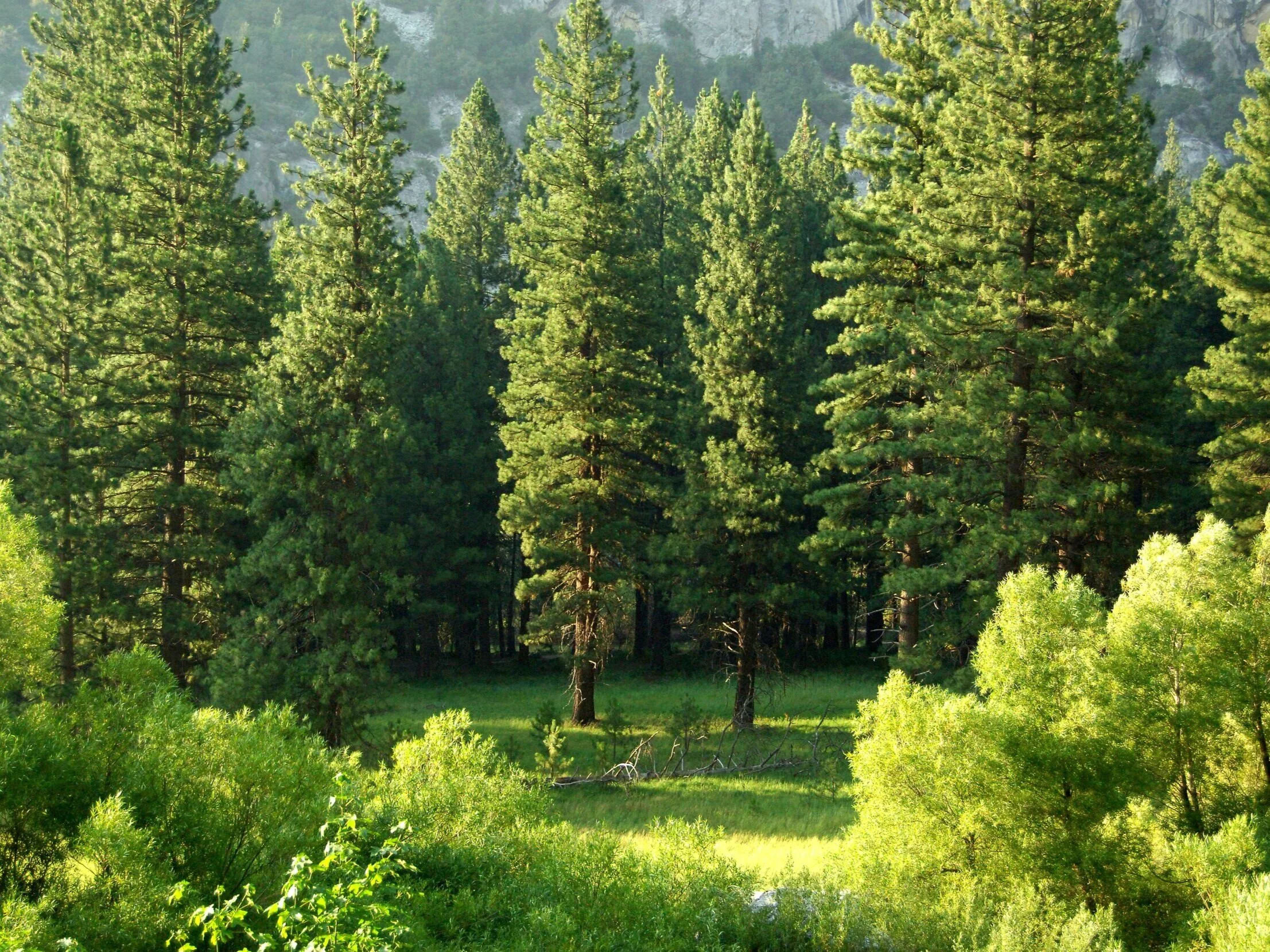 Seasonal Delights: Arbor Day 2021