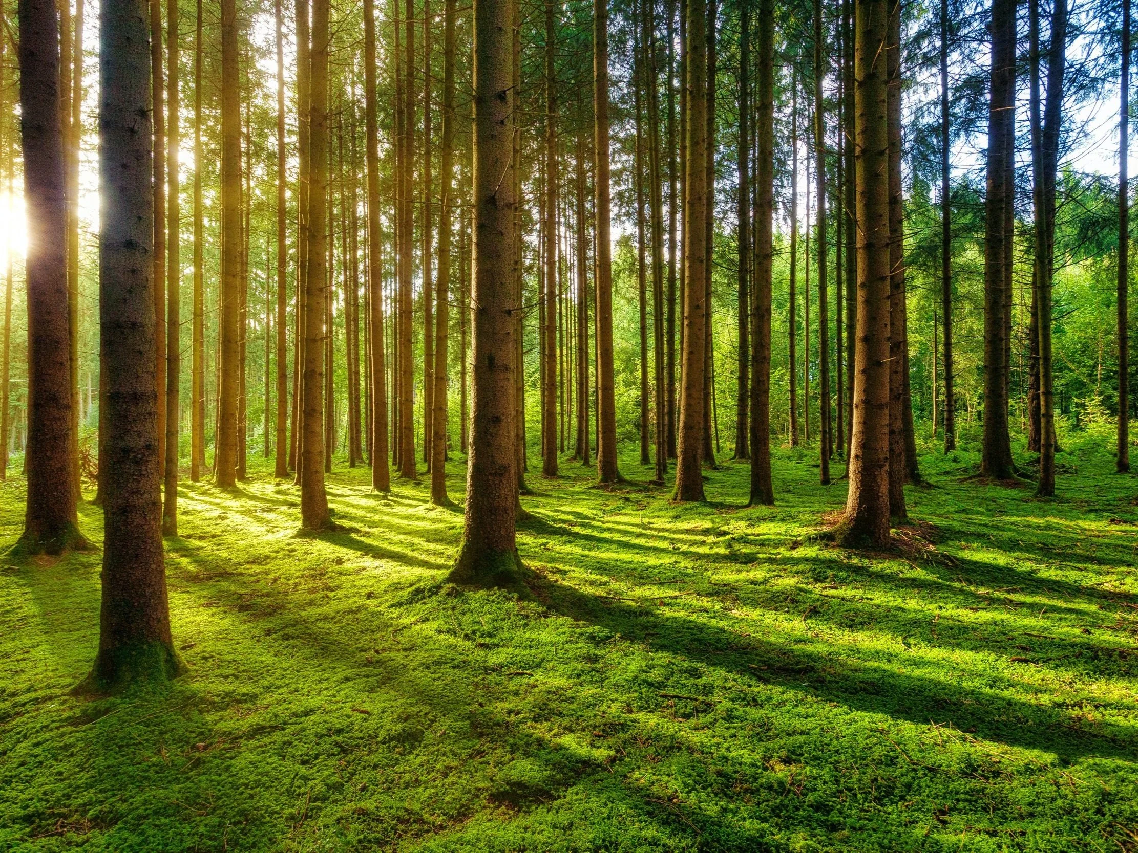 Four Fun Things: Green Everett Partnership