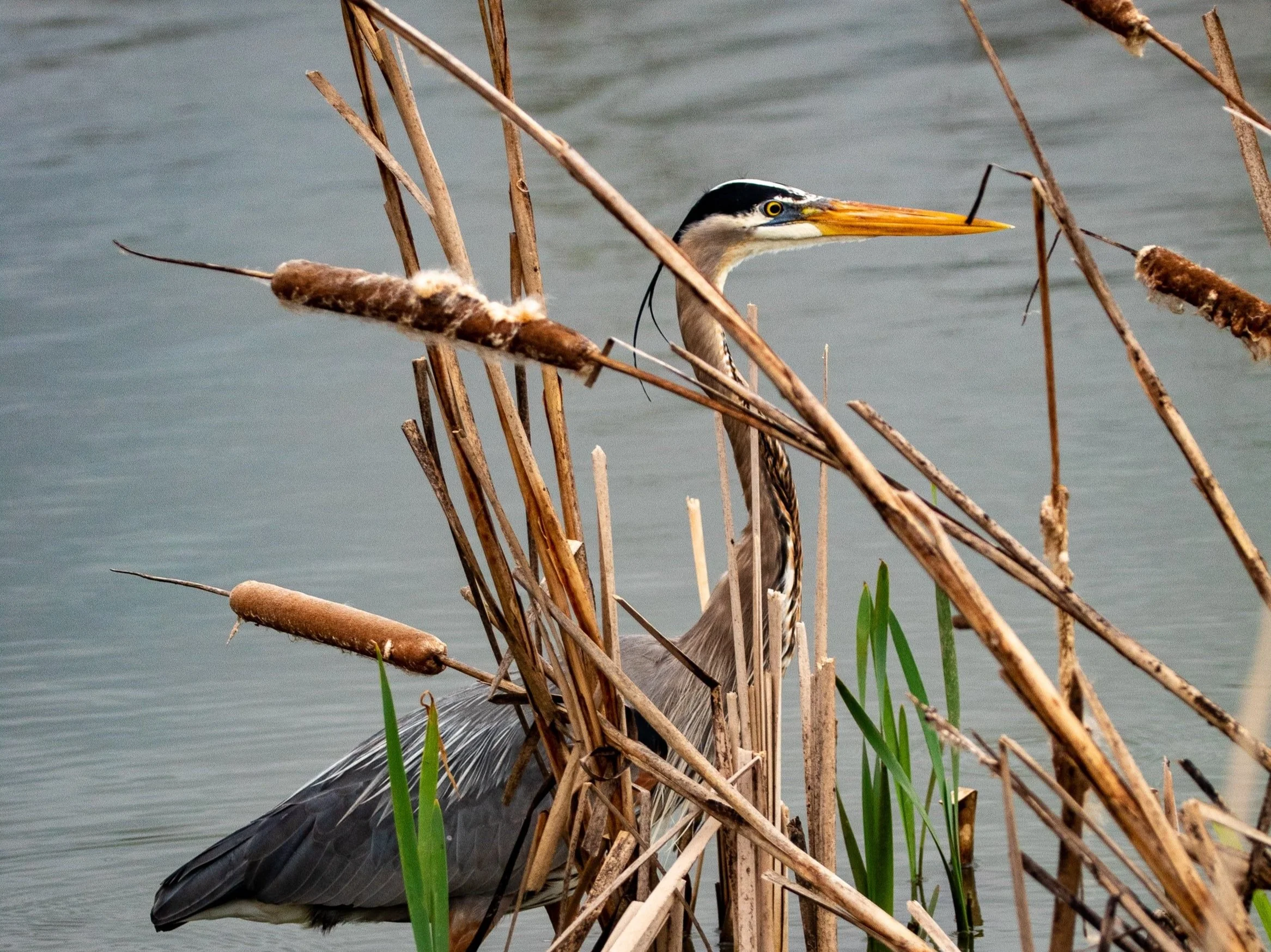 Seasonal Delights: Stormwater Parks