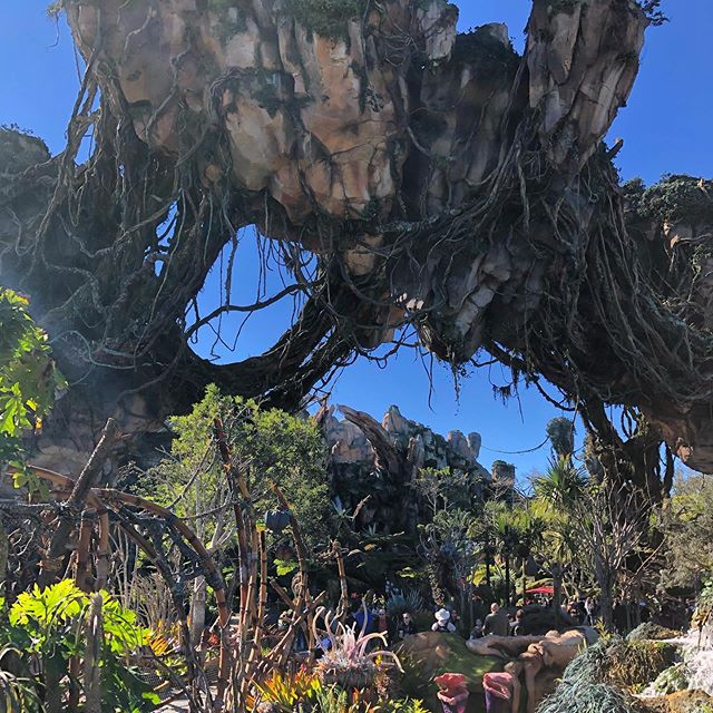 💥Pretty amazing addition to Animal Kingdom at DisneyWorld. Our family loved it and agreed that Animal Kingdom is our favorite Disney park💥#disneyworld #disney #animalkingdom #pandora #avatar #themepark #themeparks #orlando #rollercoaster #disneylan