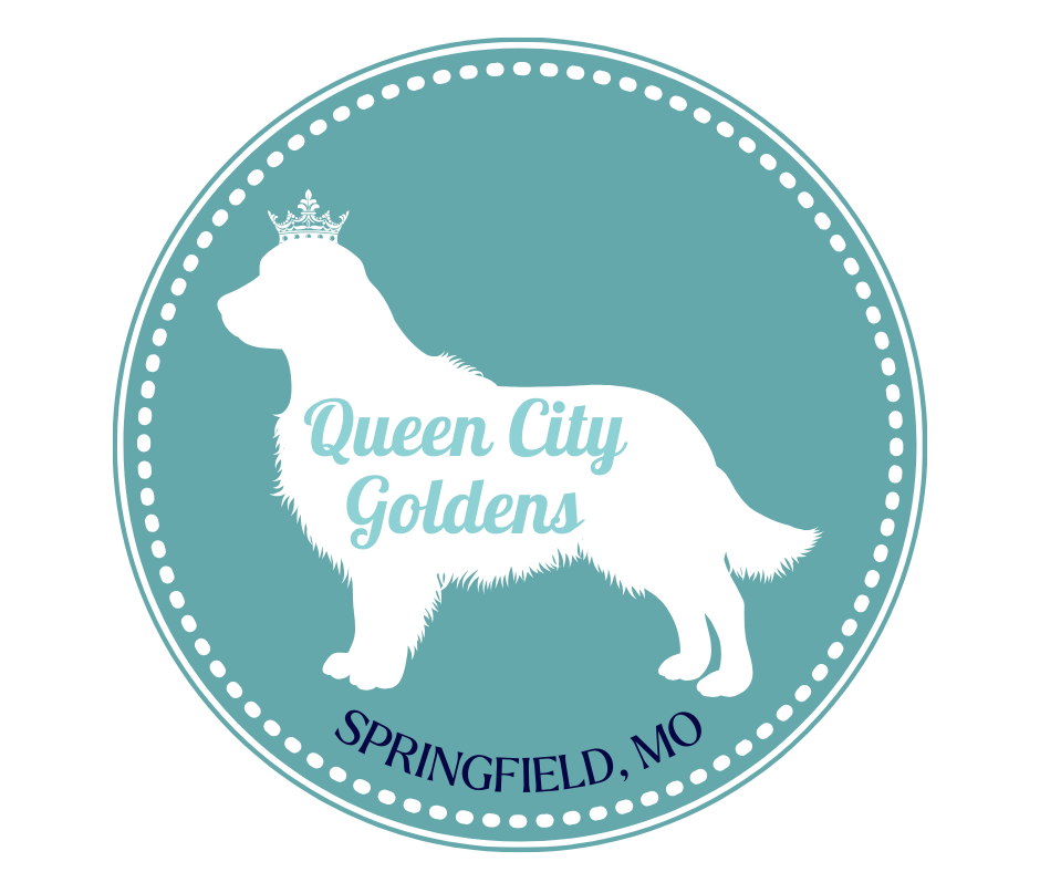 Queen City Goldens - Springfield, MO