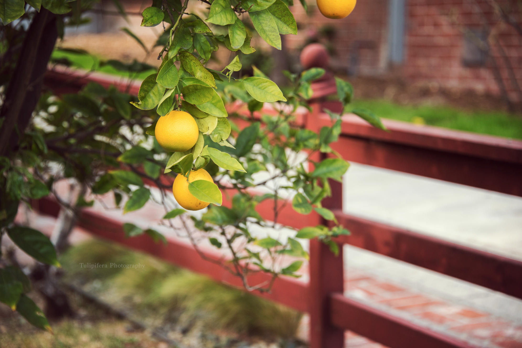 Anahiem+Lemons.png