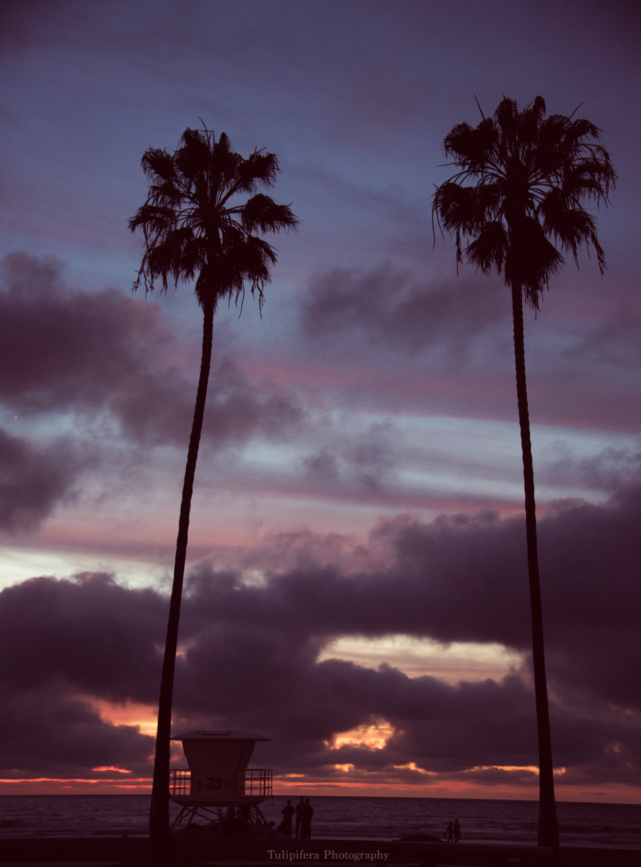 San Diego Palms.png