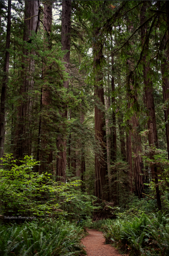 Redwoods01.png