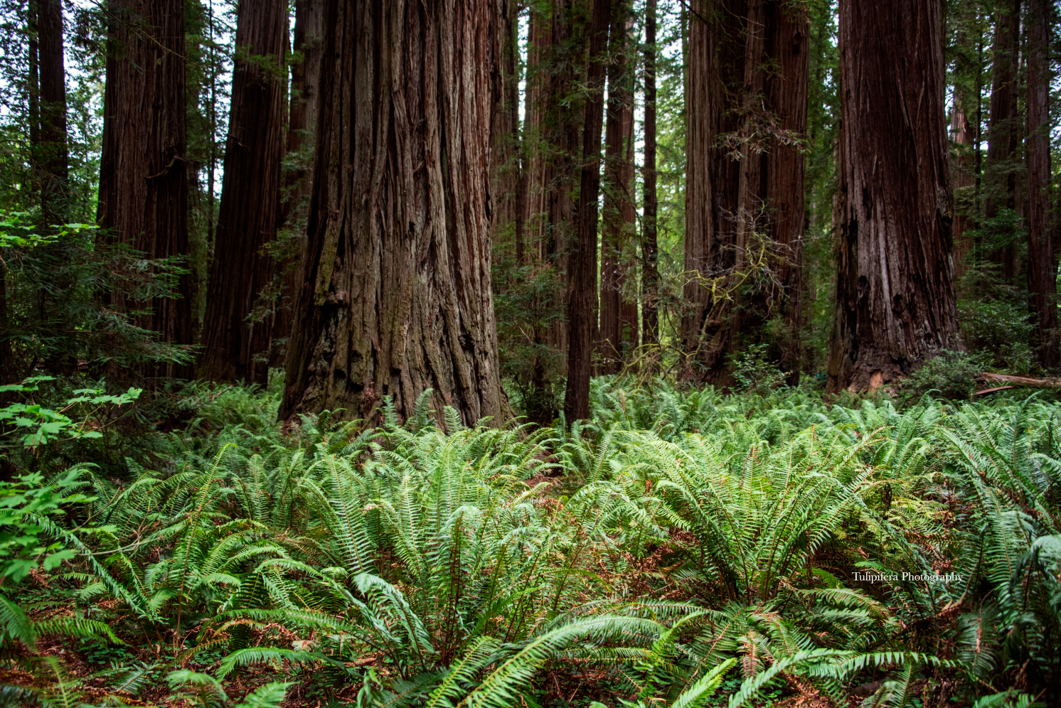 Redwoods02.png