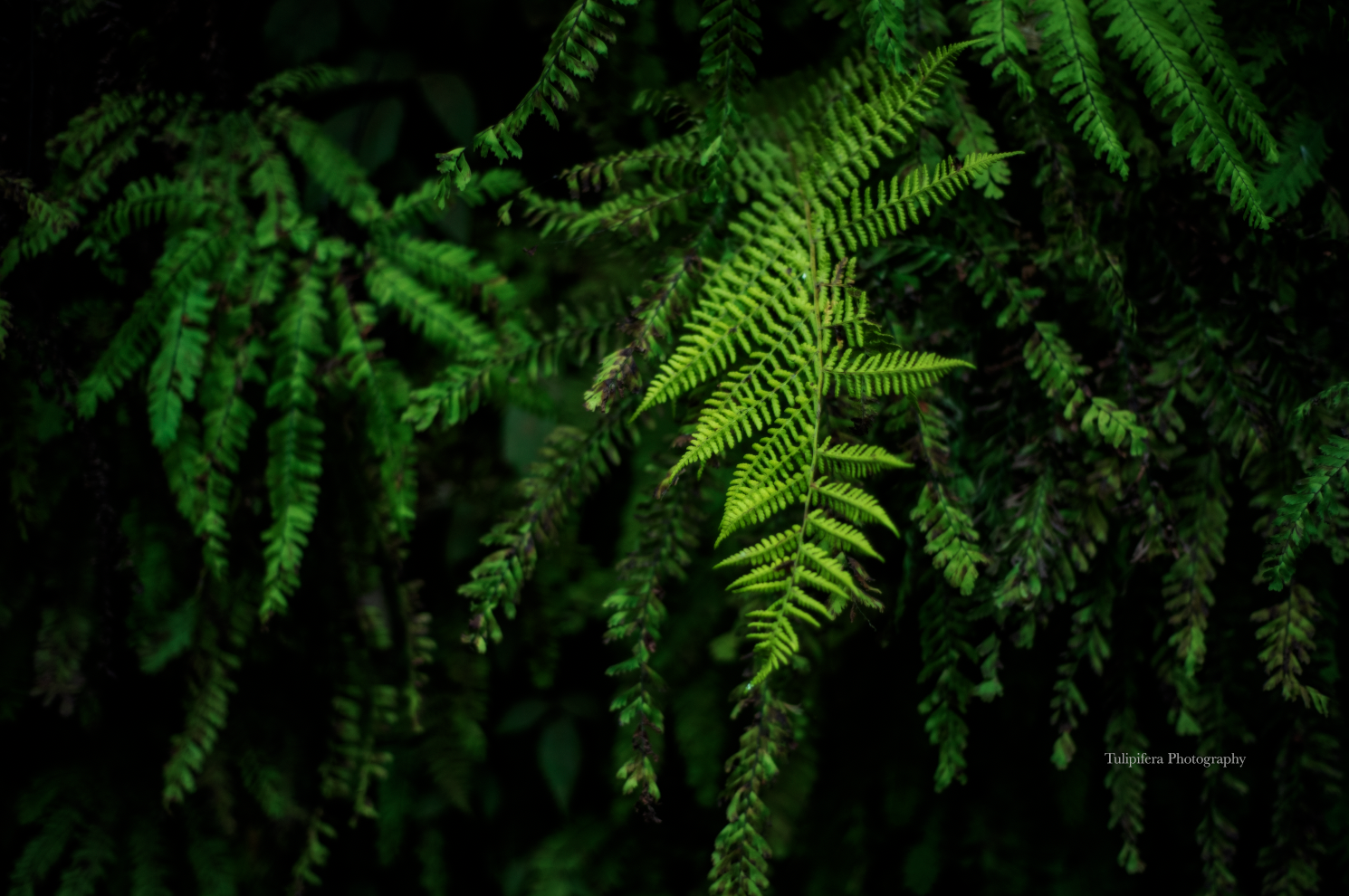 Redwoods05.png