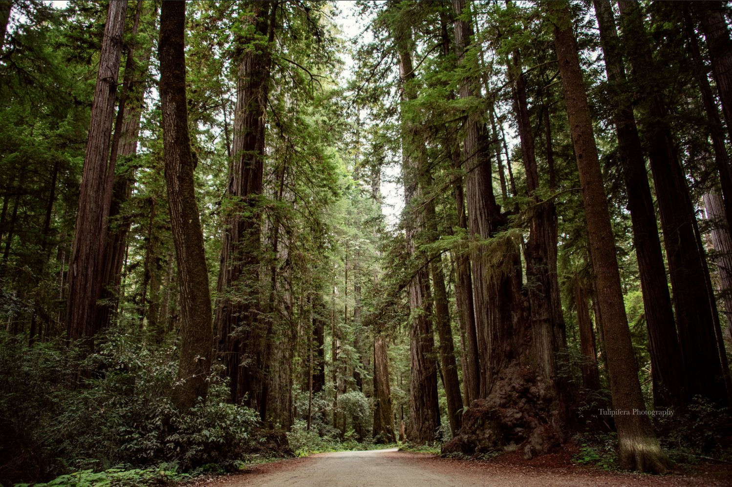 Redwoods04.png
