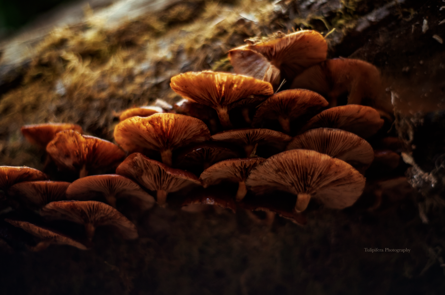 Redwoods06.png