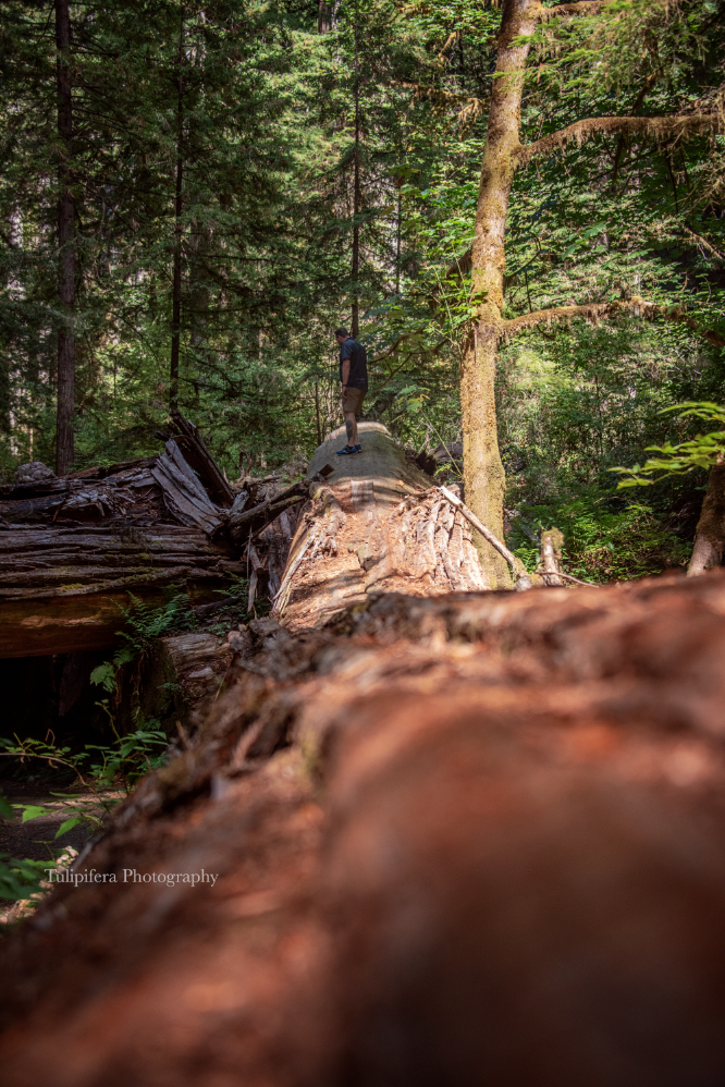 Redwoods07.png