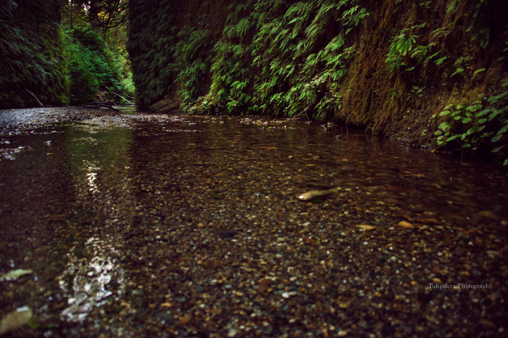 Redwoods09.png
