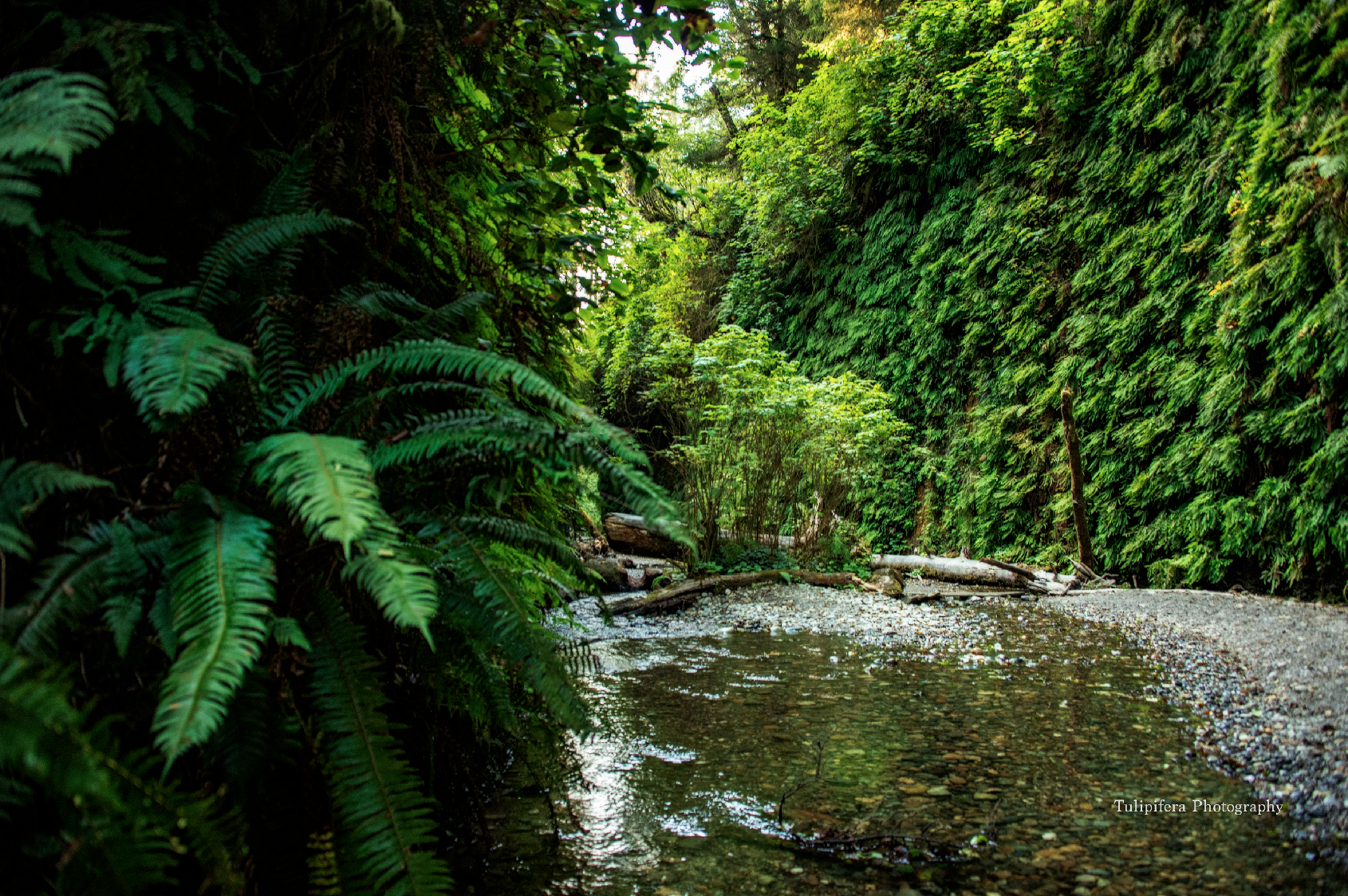 Redwoods08.png