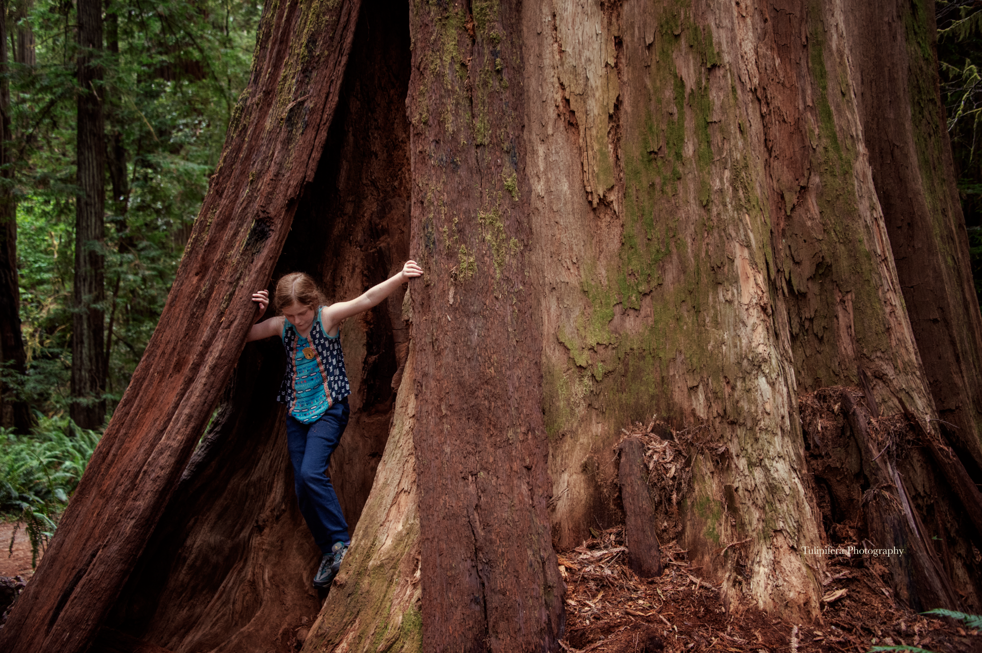 Redwoods11.png