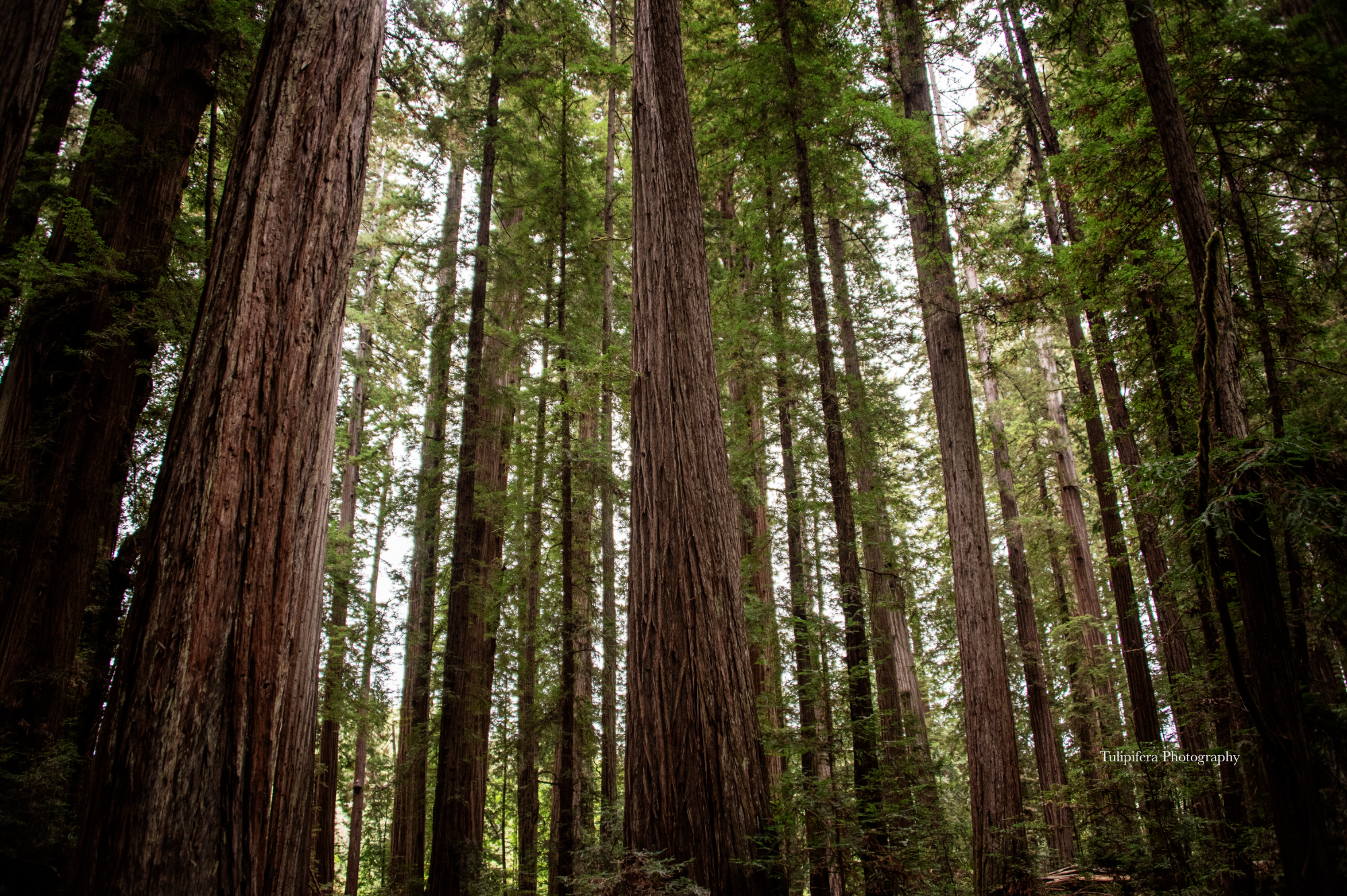 Redwoods10.png