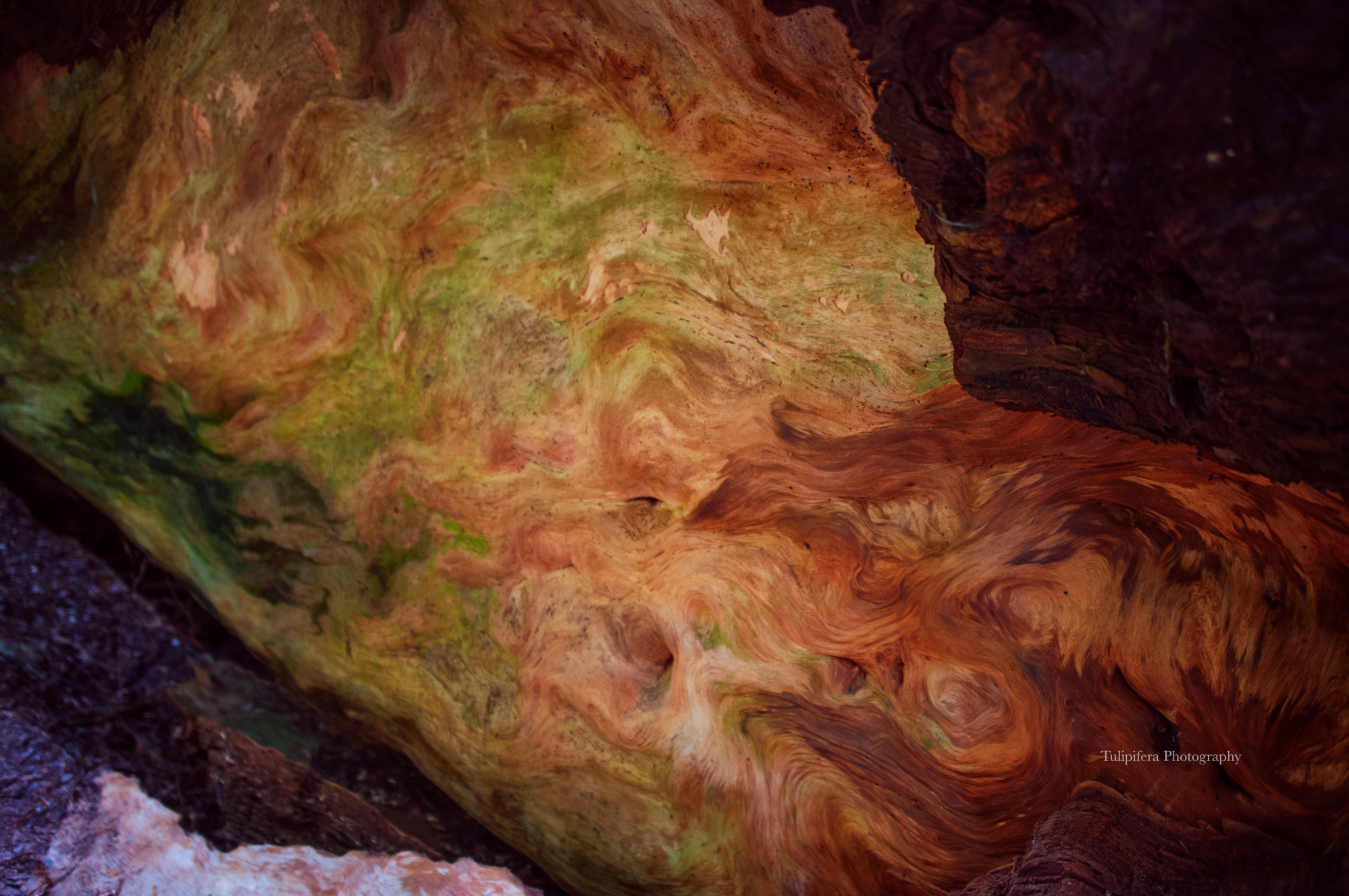 Redwoods12.png