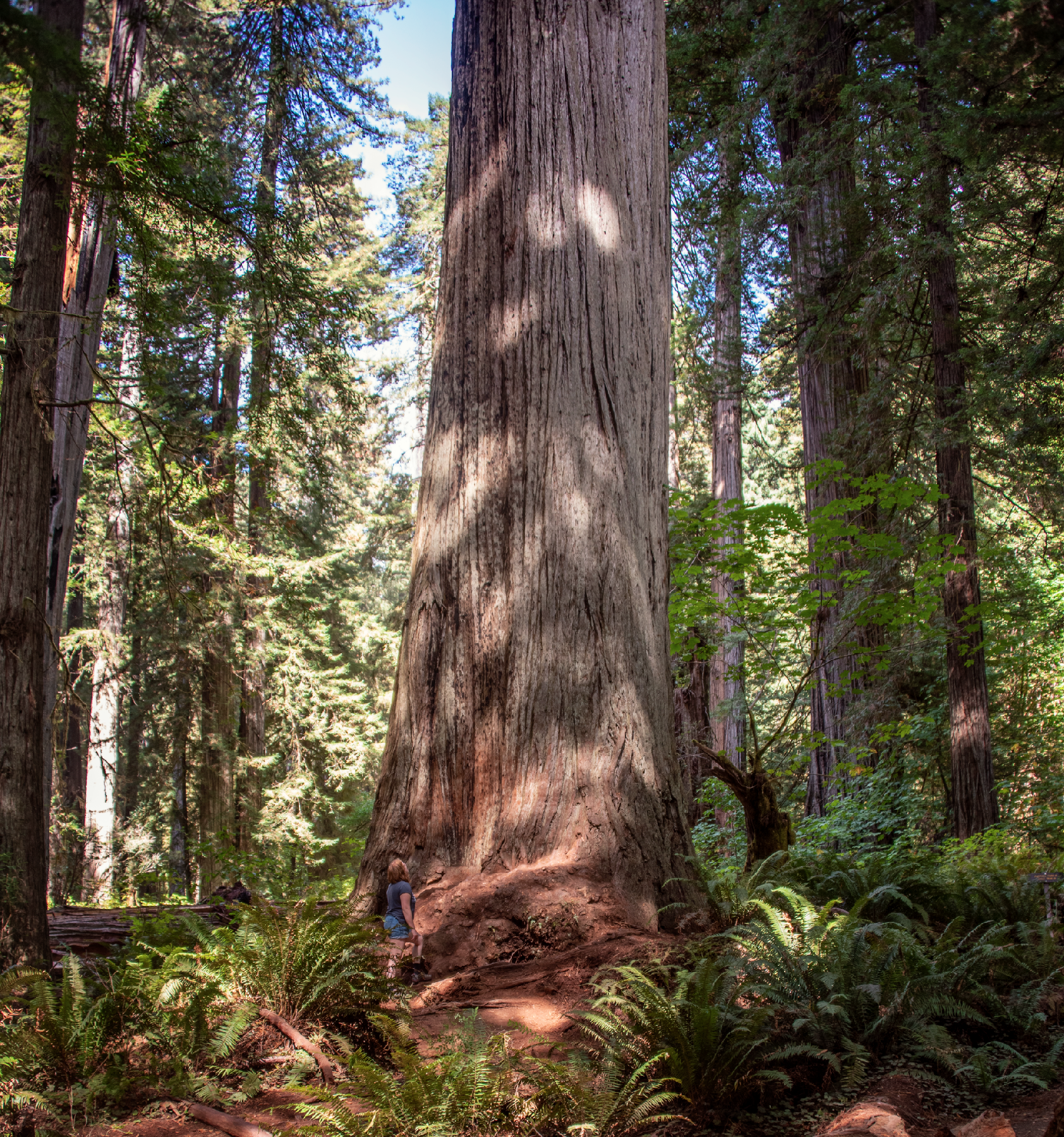 Redwoods13.png