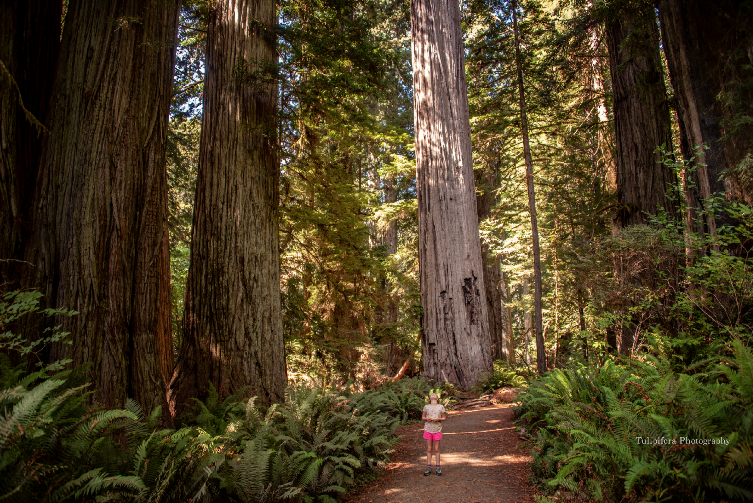 Redwoods14.png
