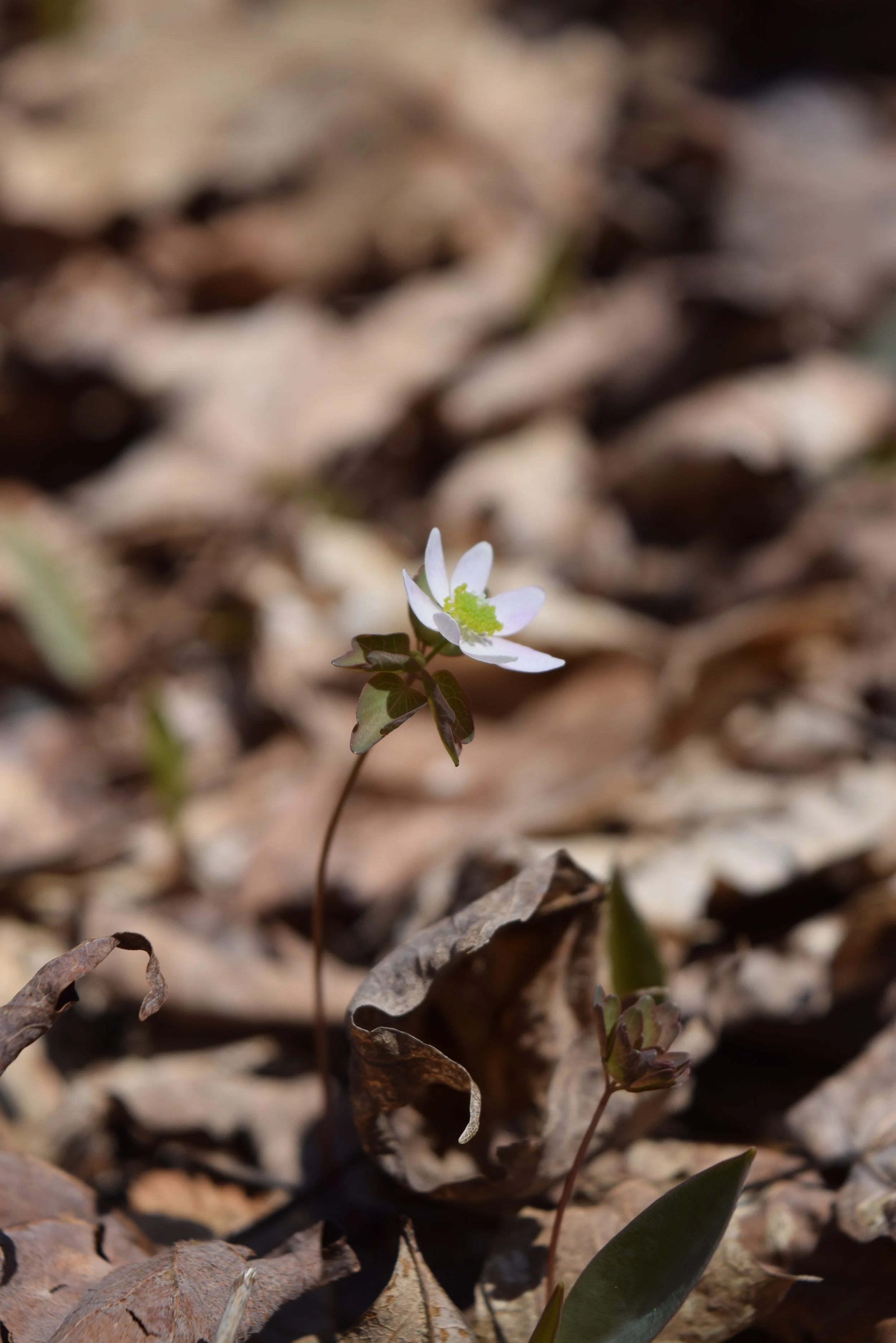 DSC_0315.JPG