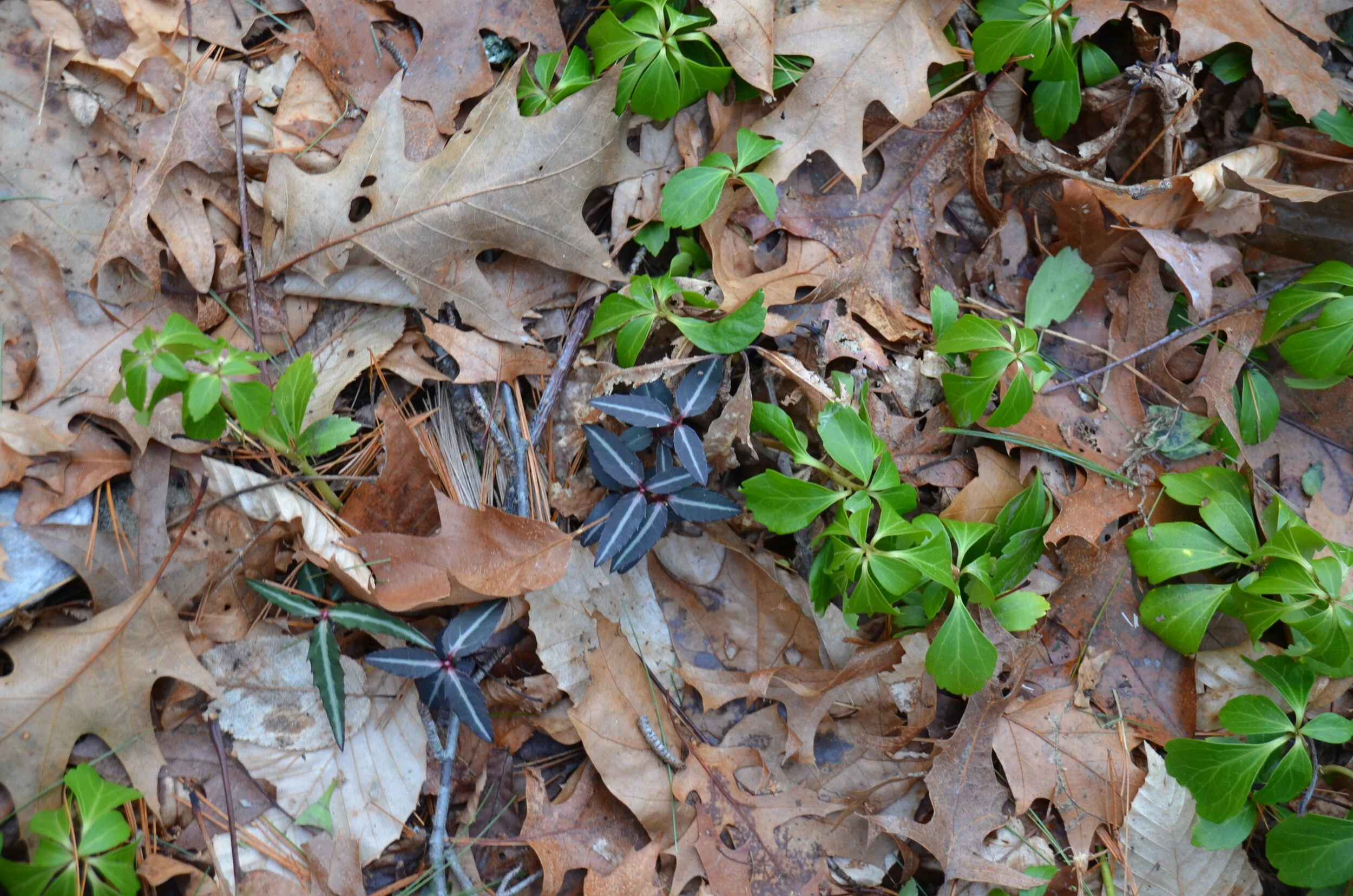 Scourge Of The Northeast Berberis Thunbergii Japanese Barberry Jess Brey