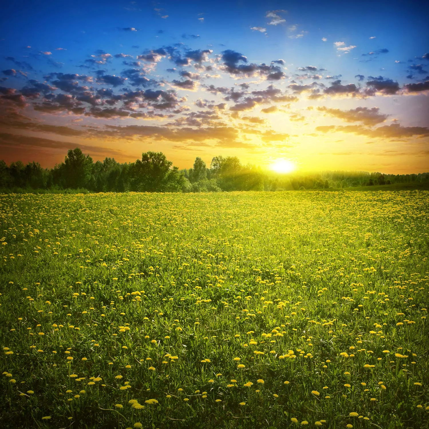 shutterstock_73590052.jpg