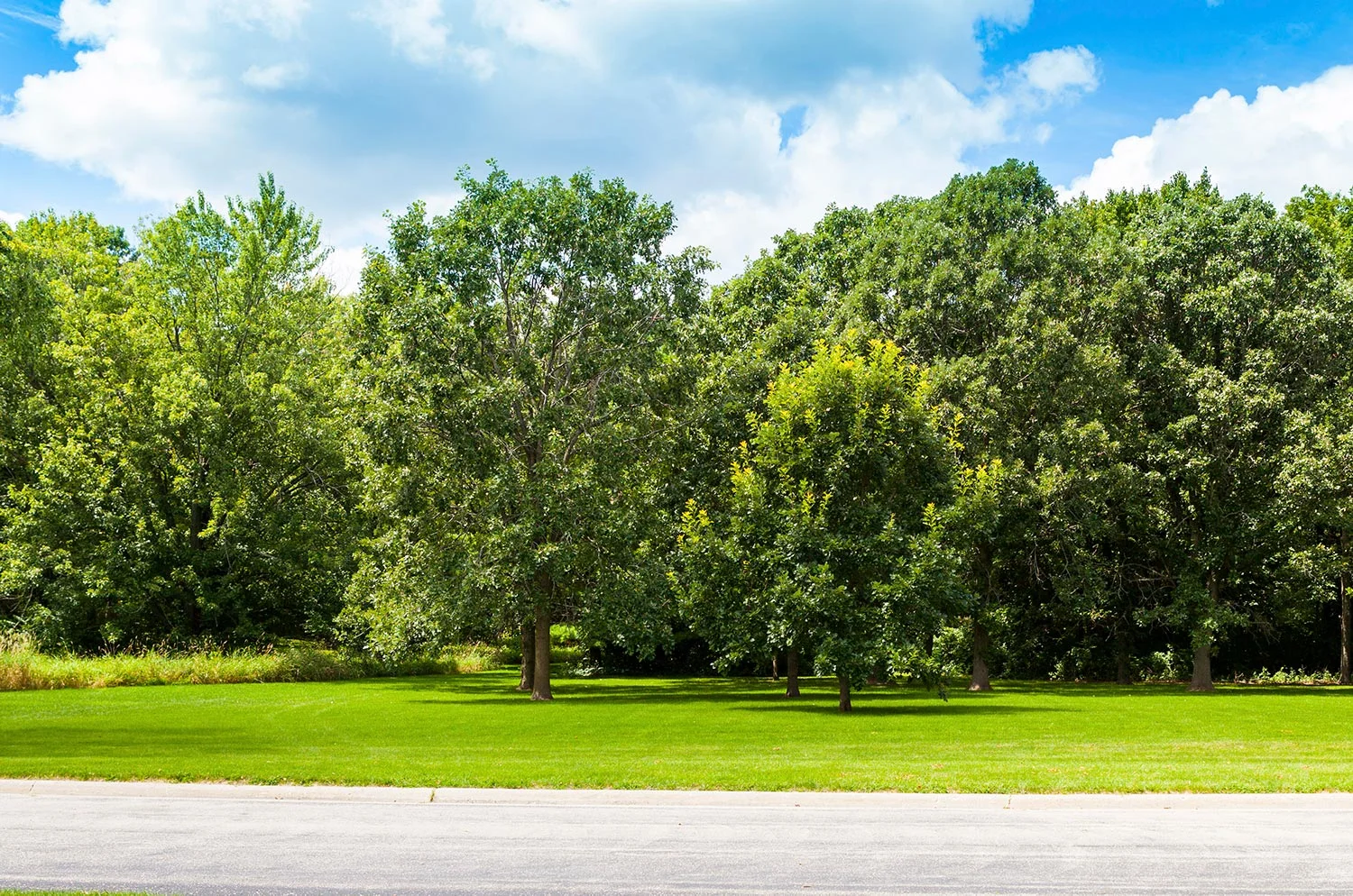 SummerTrees.jpg