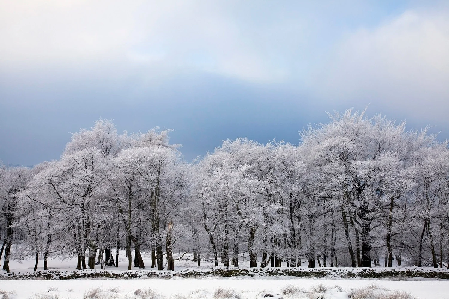 WinterTrees.jpg