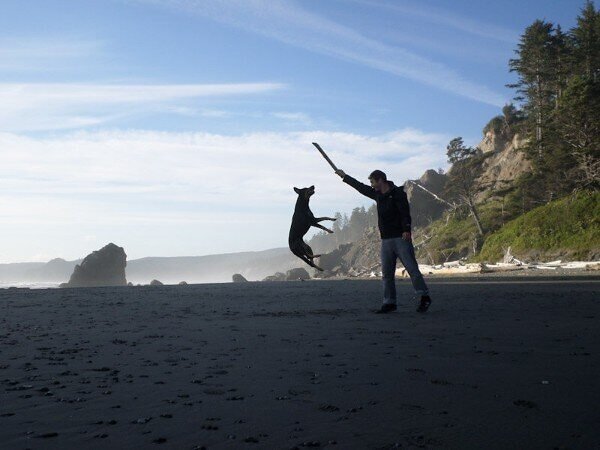 man and dog playing fetch with stick on beach